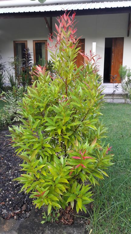 Herry Homestay Kuta  Exteriör bild